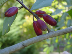 Ogeechee Lime, Ogeechee Tupelo berries